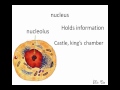 cell nucleus